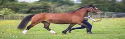Welsh Section C horses for sale: Beautiful reg Welsh C mare 16 year old  - Advert 2