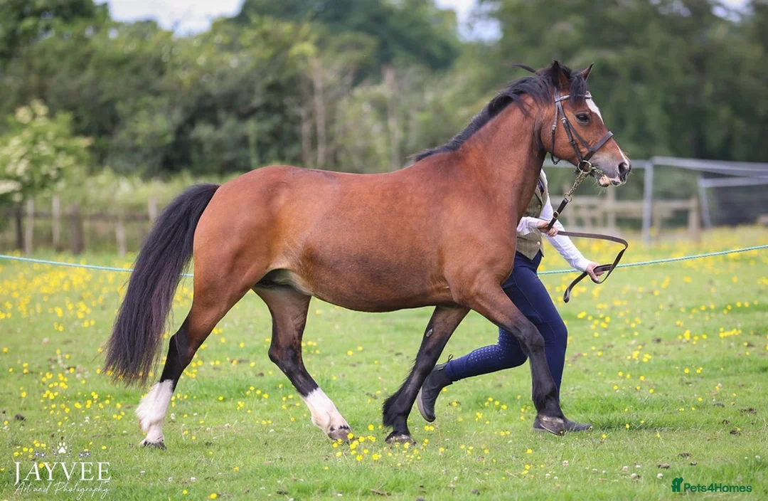 Welsh Section C horses for sale: Beautiful reg Welsh C mare 16 year old  - Advert 2