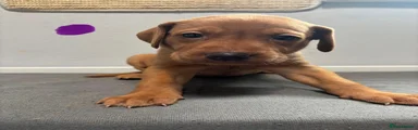 Labrador Retriever 9