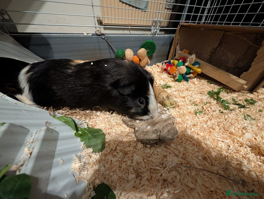 Guinea Pig rodents for sale: Two male guinea pigs and set up for sale  - Advert 10