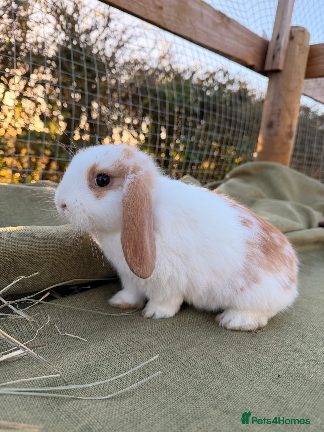 Mini Lop rabbits for sale: Mini Lop bunnies  - Advert 20