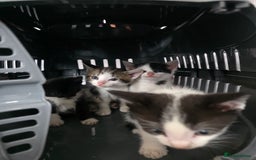 Mixed Breed cats for sale: Adorable kittens needing homes - Image 2