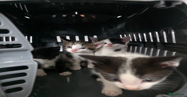 Mixed Breed cats - Advert 9