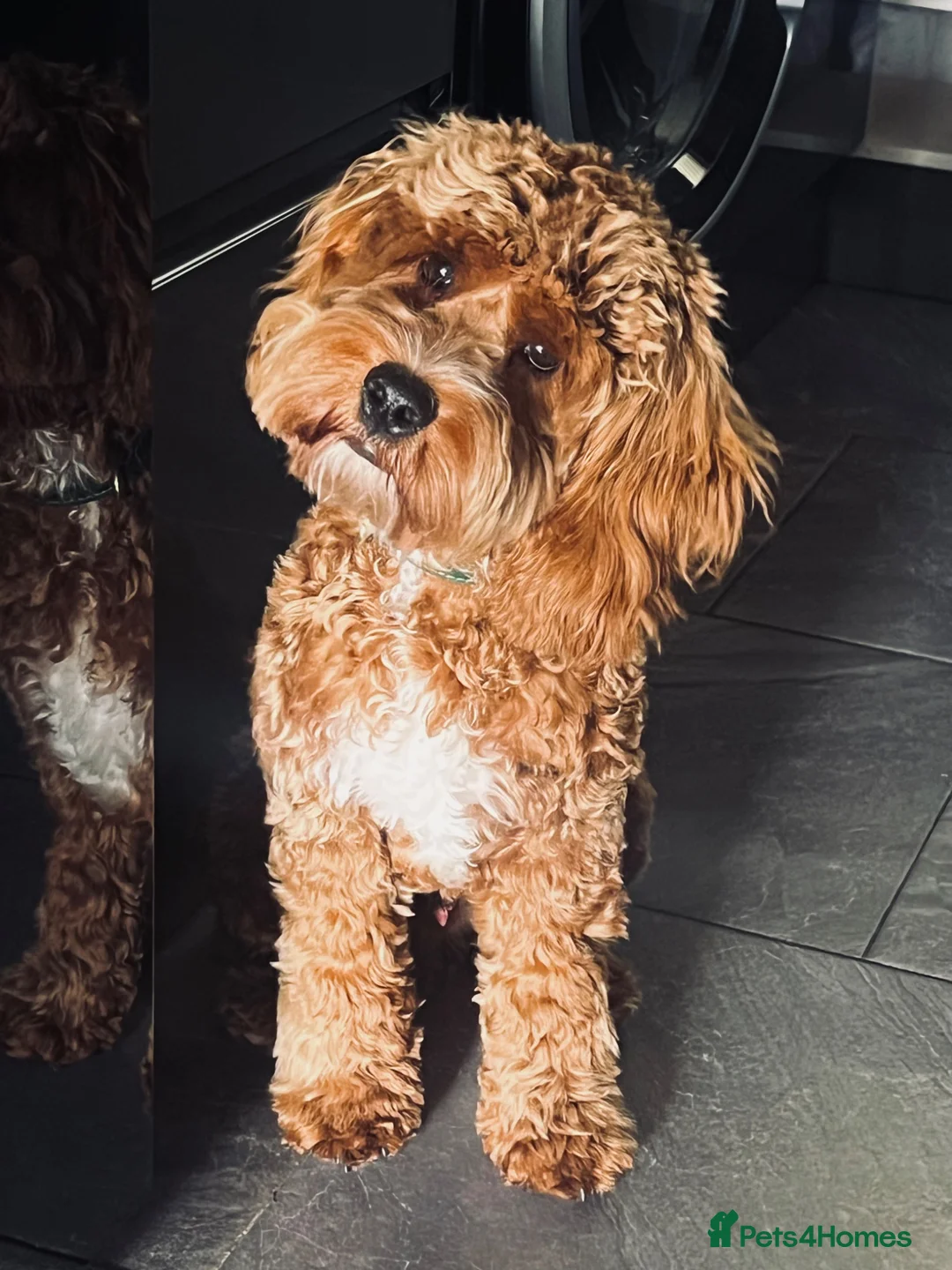 Cockapoo dogs for stud: Cocapoo 2years available for stud in Goole - Advert 10