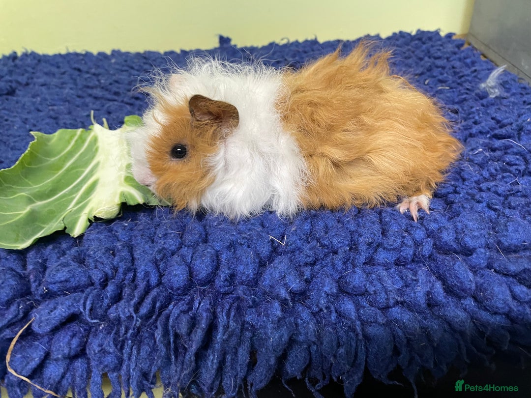 Guinea Pig rodents for sale: Baby piggies and a 9month old - Advert 2