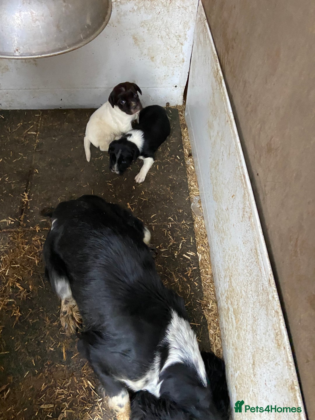 English Springer Spaniel dogs for sale: 2 springer puppies for sale  - Advert 10
