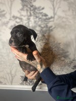 Mixed Breed dogs - Advert 10