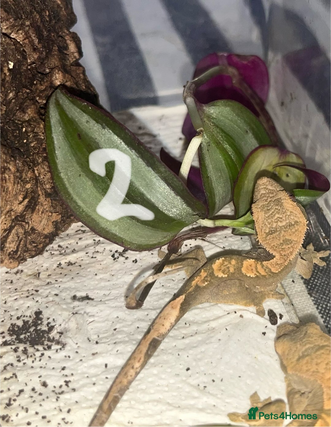 Gecko reptiles for sale: Baby crested geckos  - Image 2