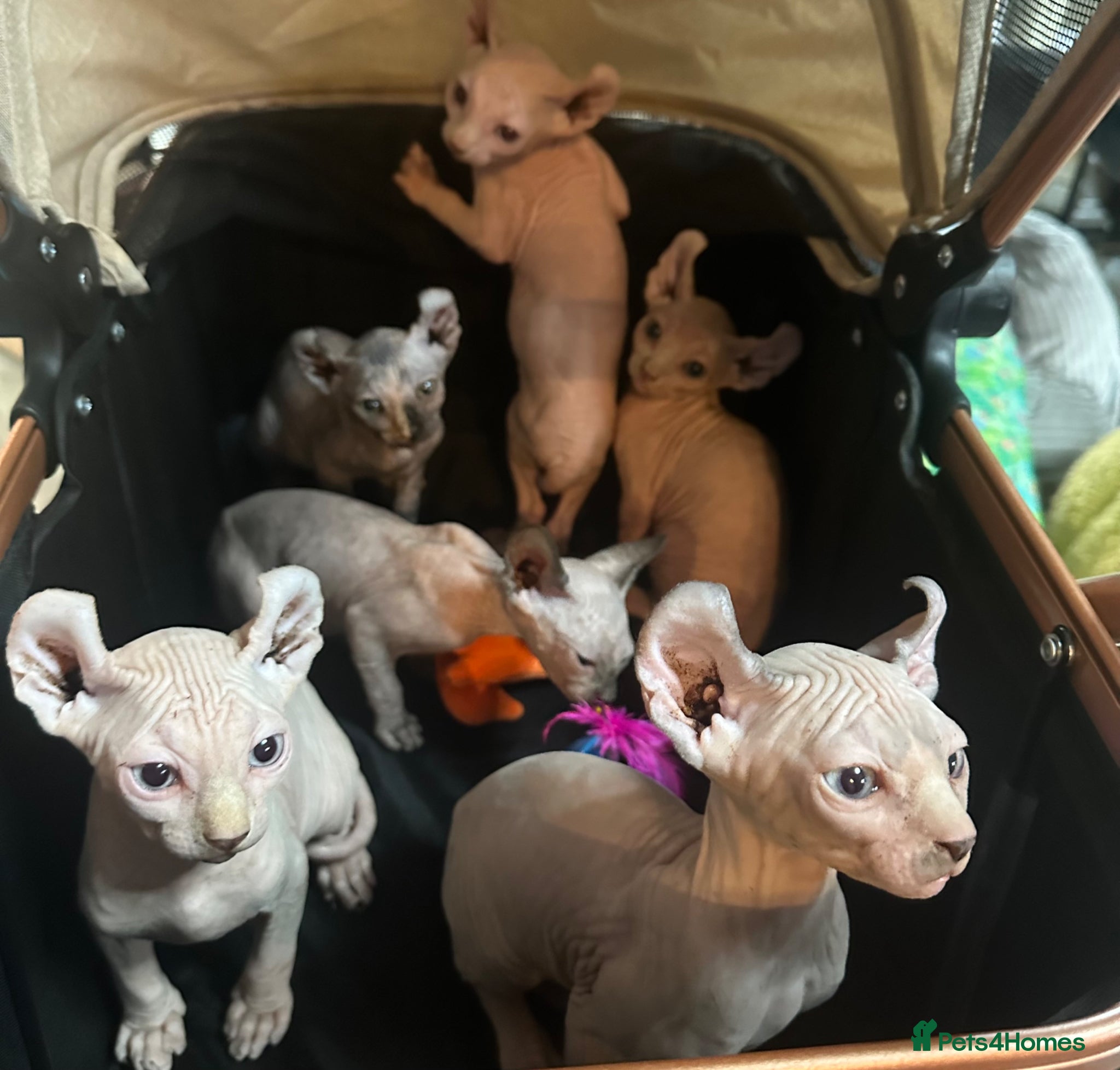 Sphynx cats loving sphynx kittens ready to leave now - Advert 1