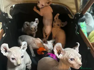 Sphynx cats loving sphynx kittens ready to leave now - Advert 1