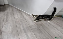 European cats for sale: Ketten  - Image 7