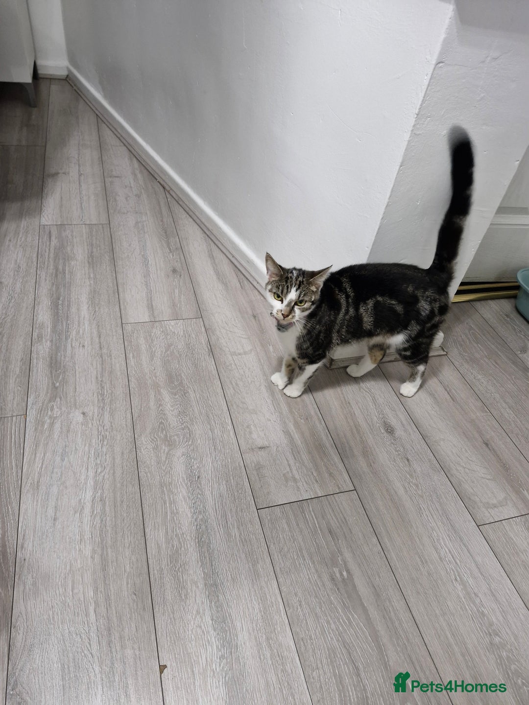 European cats for sale: Ketten  - Image 7