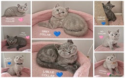 British Shorthair cats for sale: 8 Pedigree British Shorthair Kittens Blue Lilac  - Image 1
