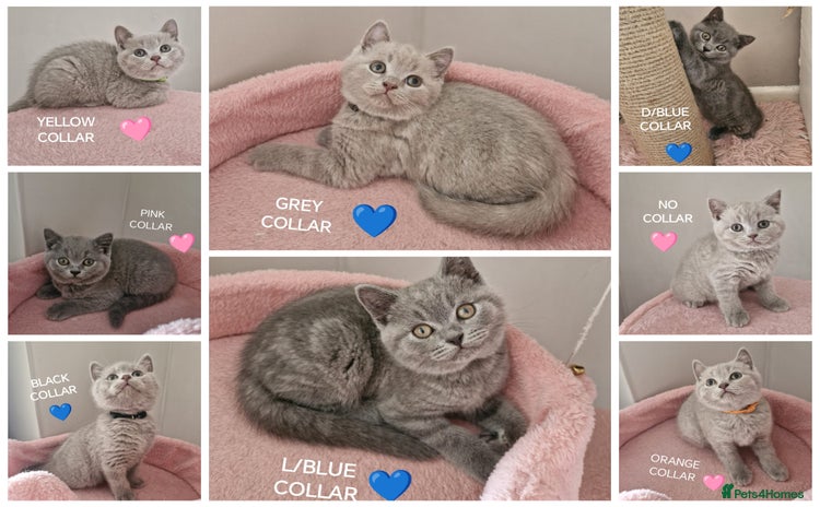 British Shorthair cats - Advert 4