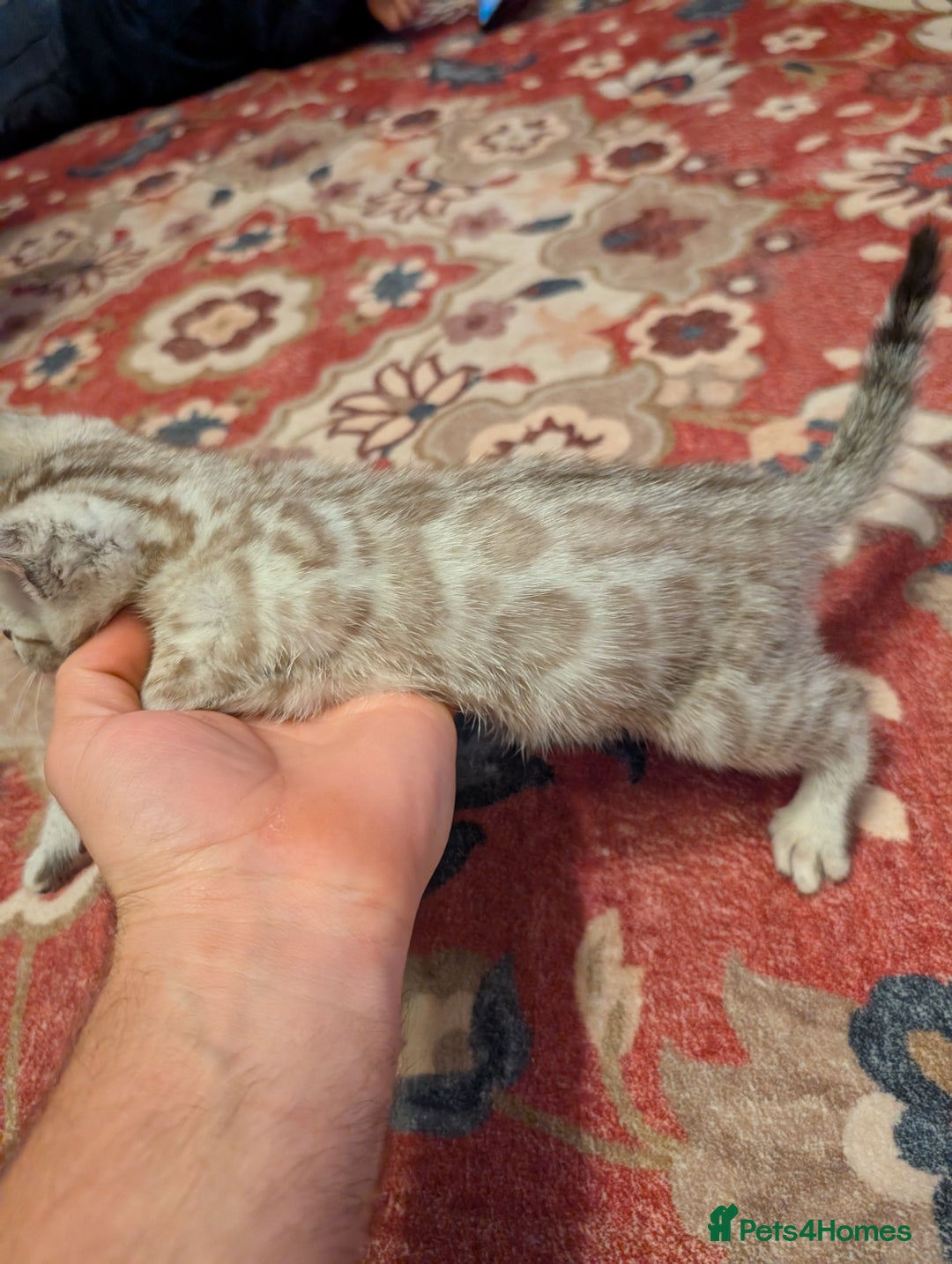 Bengal cats for sale: 7 Beautiful kittens are looking for a forever home - Image 7