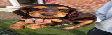 Cocker Spaniel 3