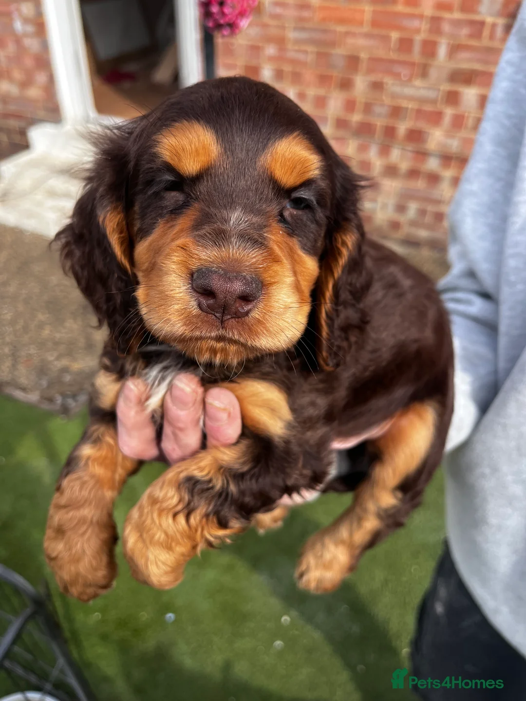 Cocker Spaniel dogs for sale: Cocker spaniel puppies - Advert 2