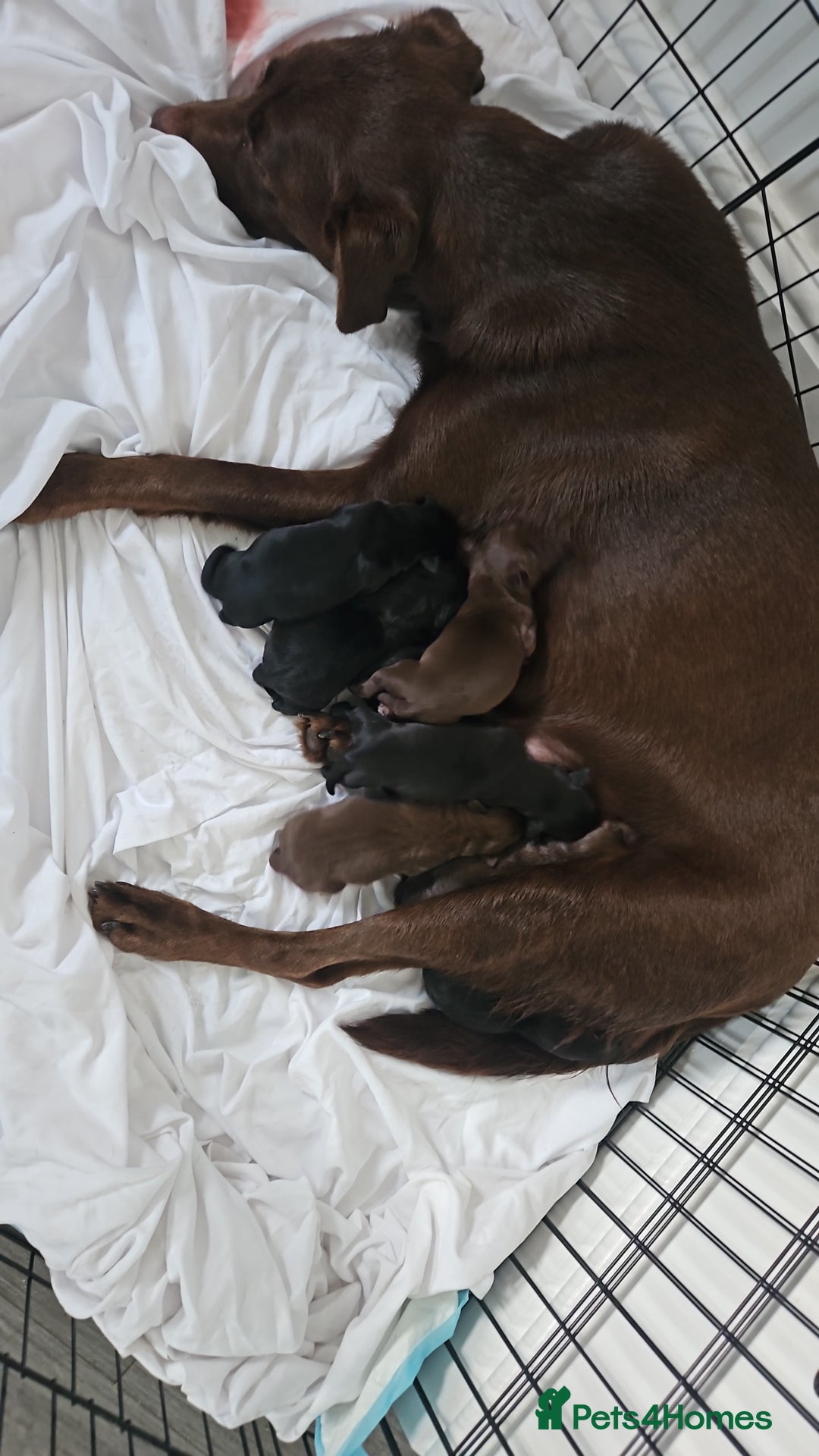 Borador dogs for sale: Labrador borador puppies - Advert 10