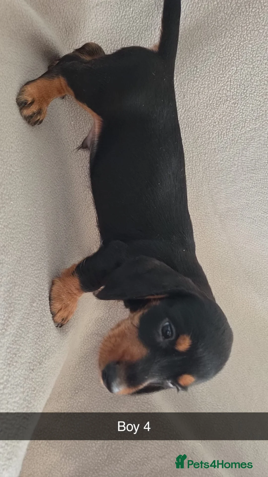Miniature Dachshund dogs for sale: Miniature Dachshund  - Advert 7