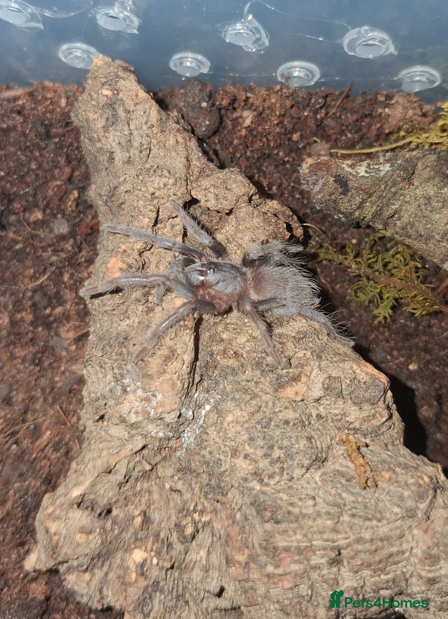 Tarantulas invertebrates Tarantula Spiderlings - Advert 10