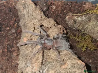 Tarantulas invertebrates Tarantula Spiderlings - Advert 10