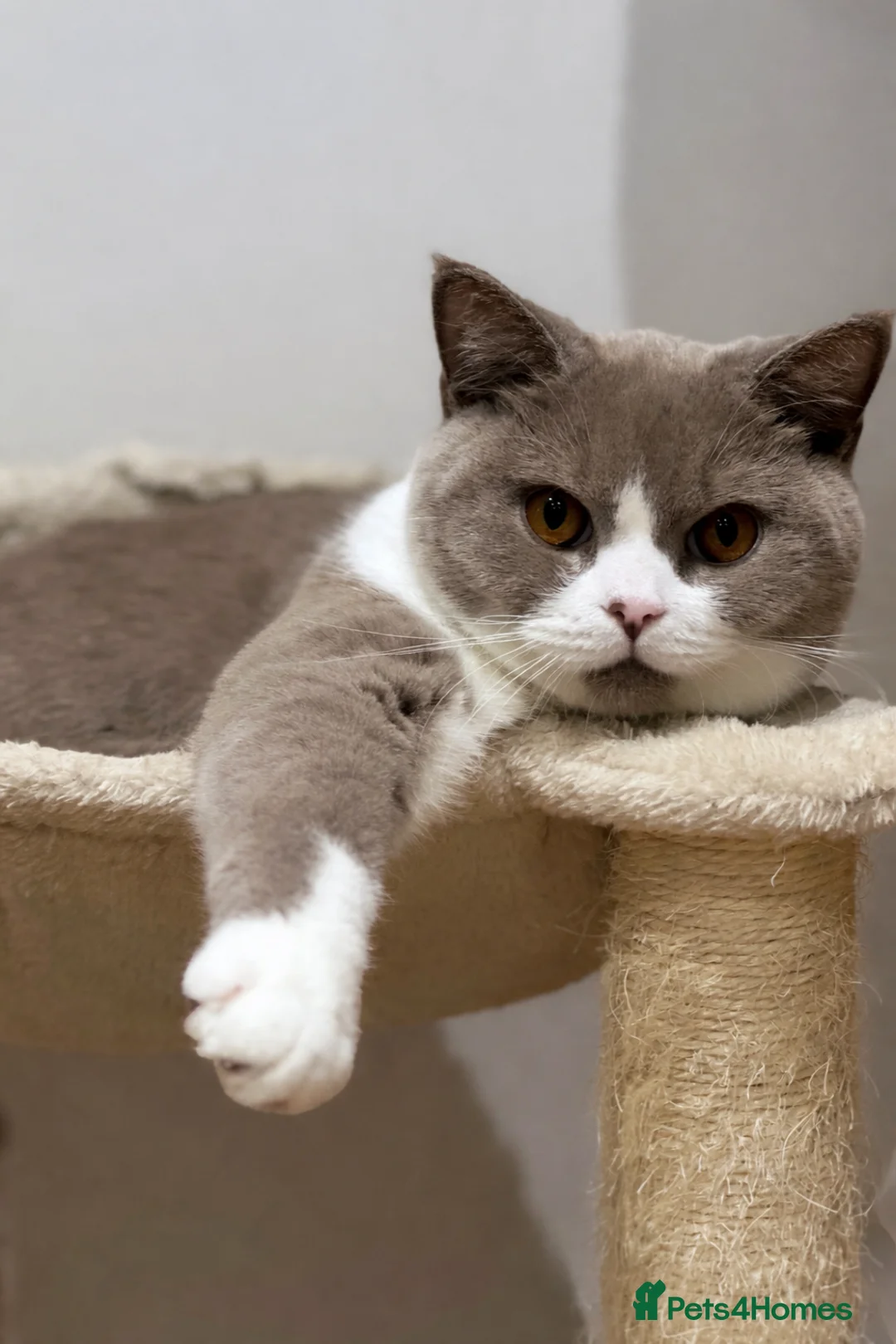 British Shorthair cats for adoption: 1 Year Old British Shorthair with Full Kit - Advert 4