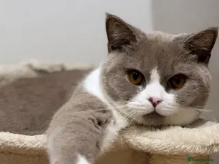 British Shorthair cats 1 Year Old British Shorthair with Full Kit - Advert 1