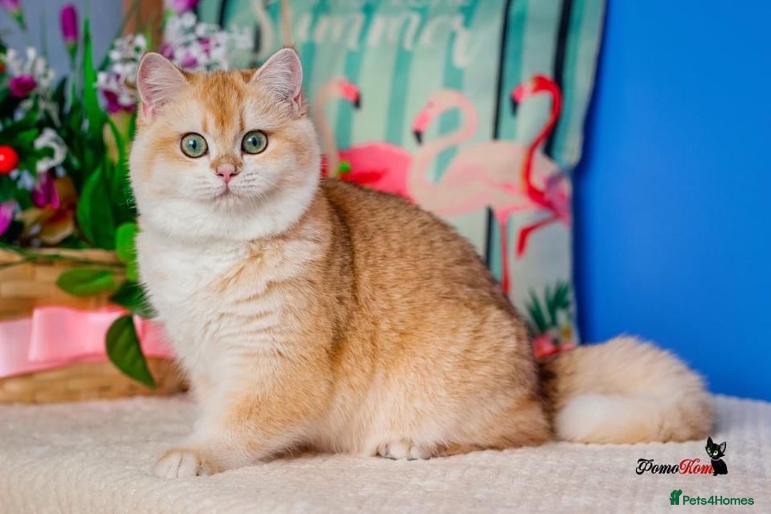 British Shorthair cats for sale: GCCF reg British Shorthair Chocolate Gold Kittens  in London - Image 7