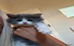 Ragdoll cats for sale: Reserved - Image 27