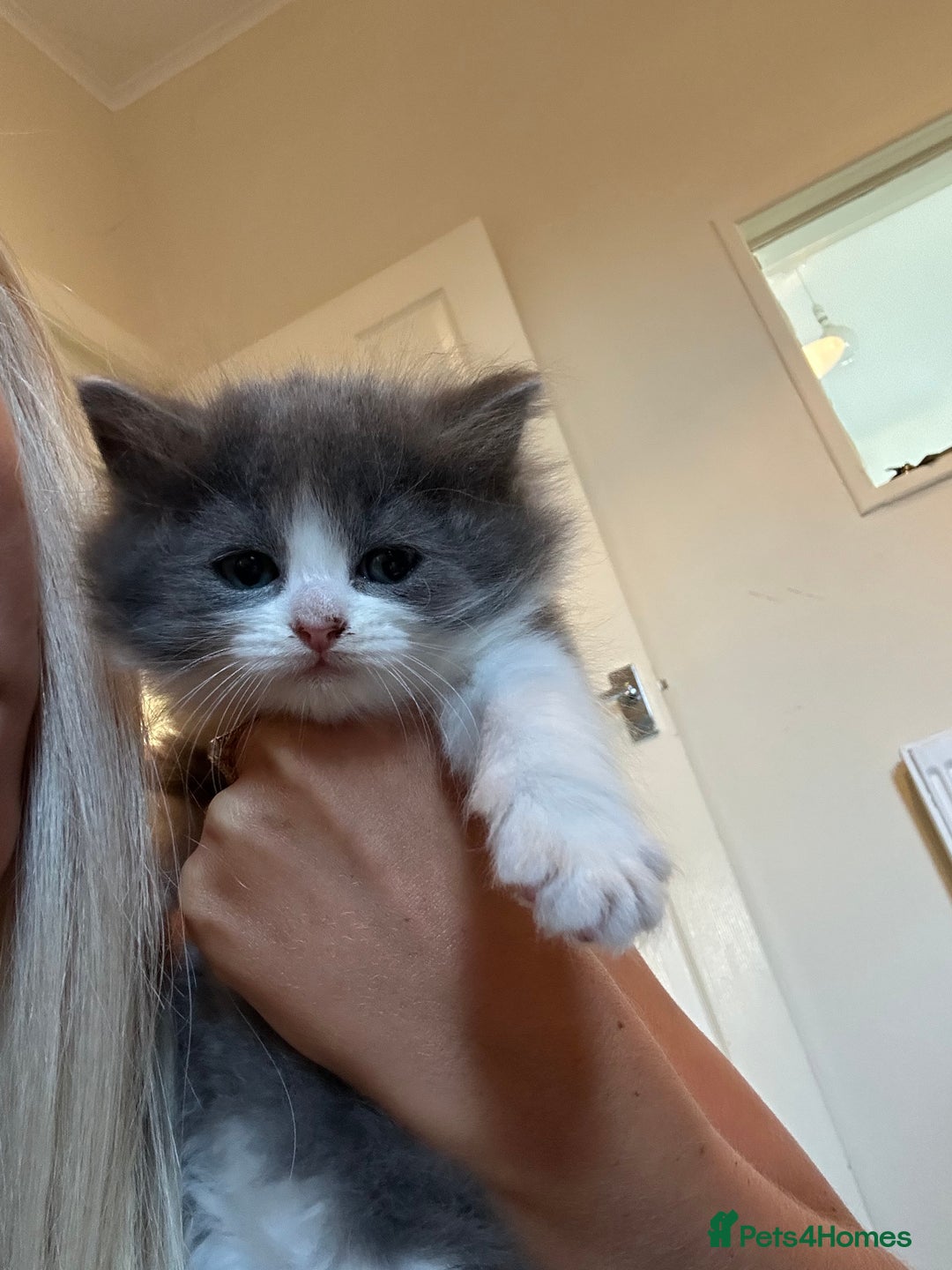 Ragdoll cats for sale: Reserved - Image 27