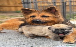 German Shepherd dogs for sale: STUNNING GSD PUPPIES, 2 BOYS AVAILABLE  - Image 3