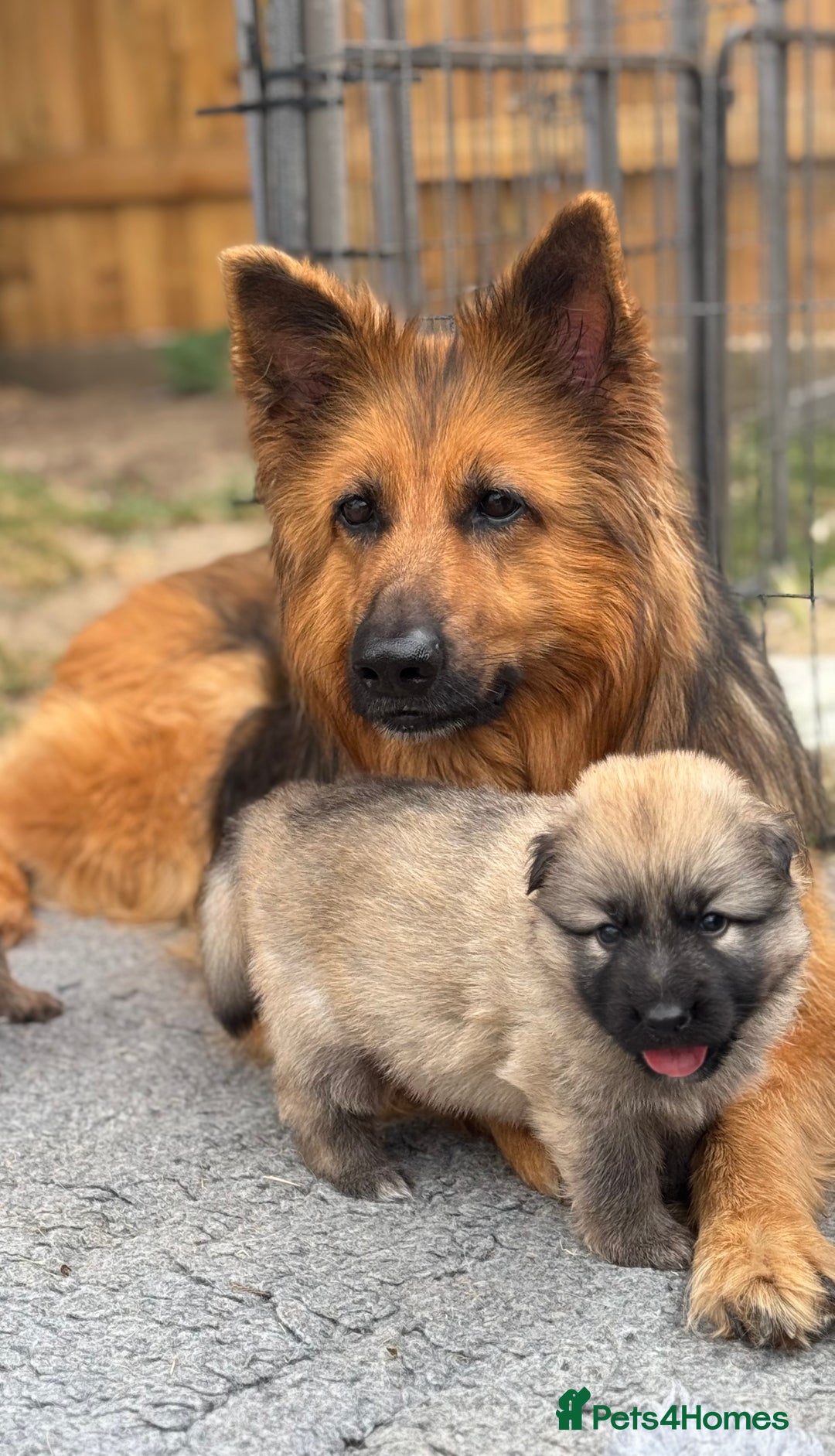German Shepherd dogs for sale: STUNNING GSD PUPPIES, 2 BOYS AVAILABLE  - Image 3