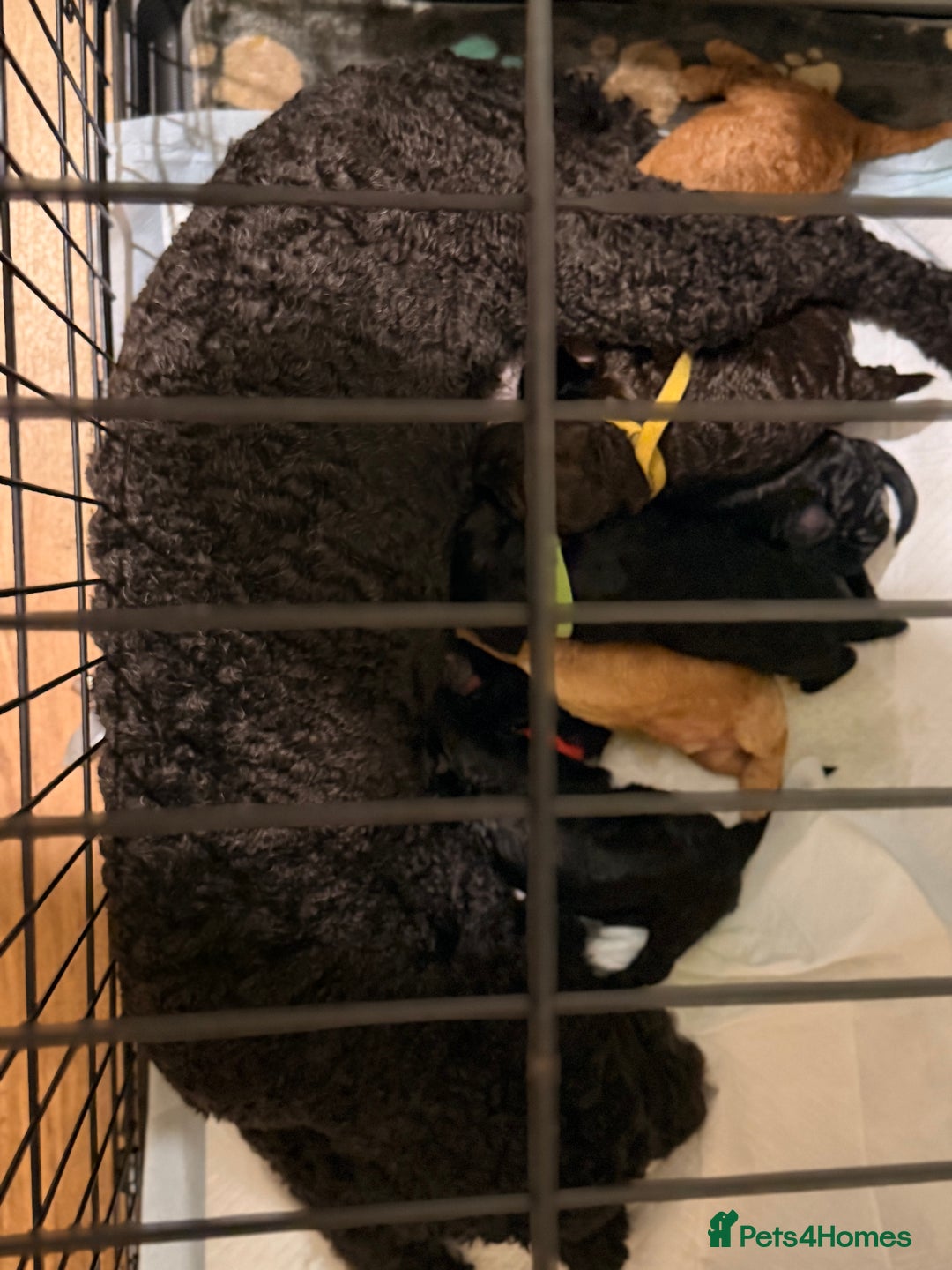 Cockapoo dogs for sale: Adorable Puppies Looking for Their Forever Homes! - Advert 19