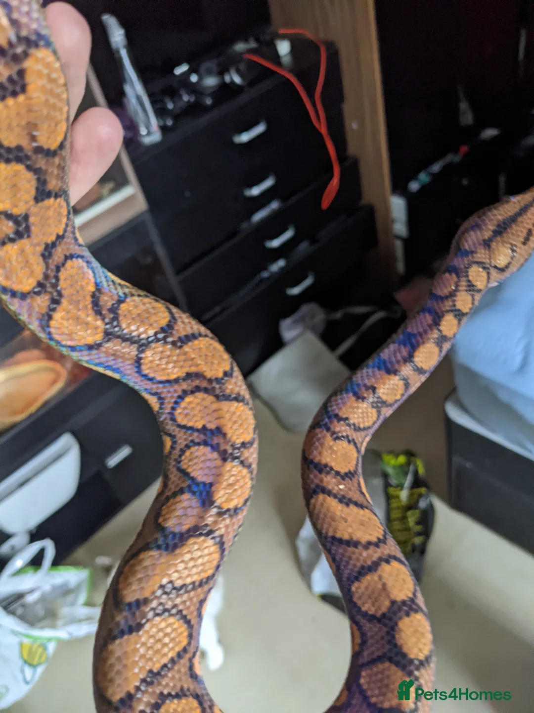 Boa Snake reptiles for sale: Adult Brazilian Rainbow Boa - Advert 2