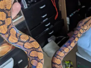 Boa Snake reptiles Adult Brazilian Rainbow Boa - Advert 5