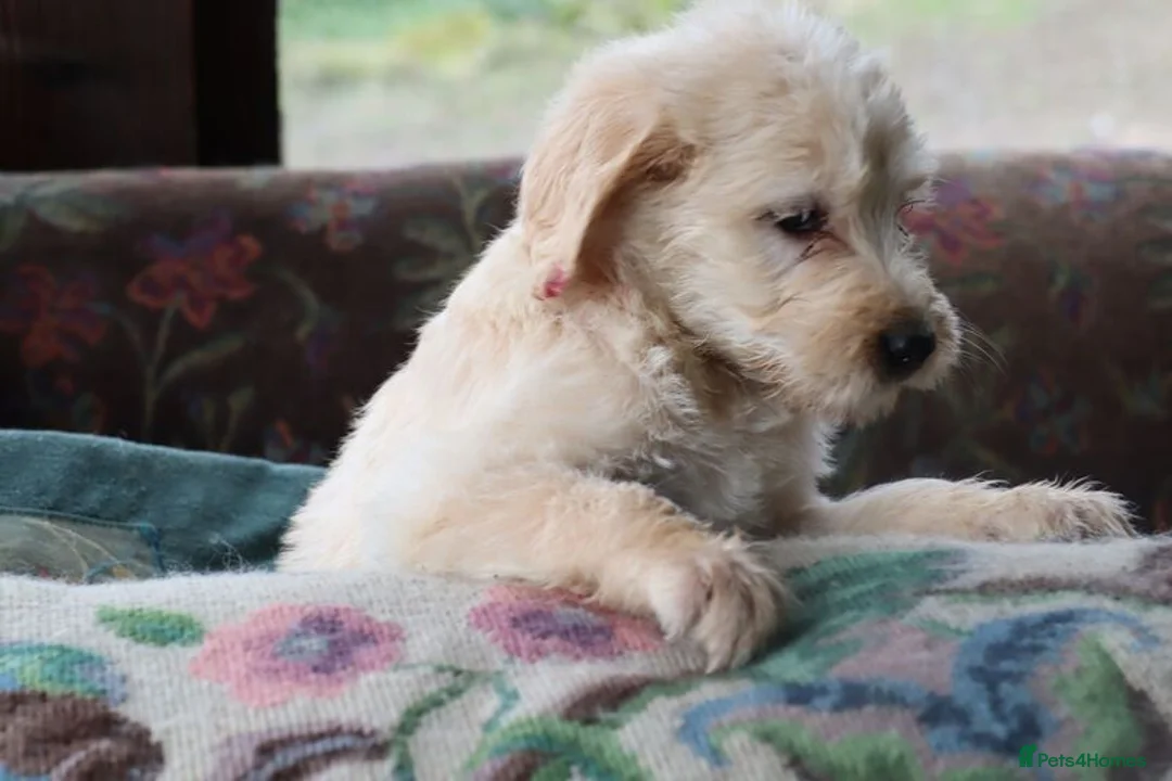 Labradoodle dogs for sale: Standard Labradoodle Puppies F3 - Advert 25