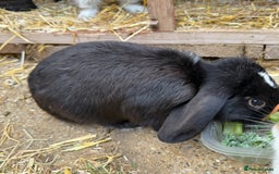Mini Lion Lop rabbits for sale: **SOLD** Beautiful Mini Lion Lops **SOLD** - Image 7
