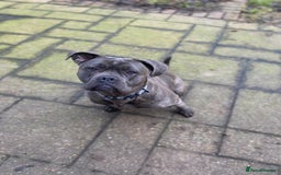 Cane Corso dogs for sale: Bonnie  - Image 8