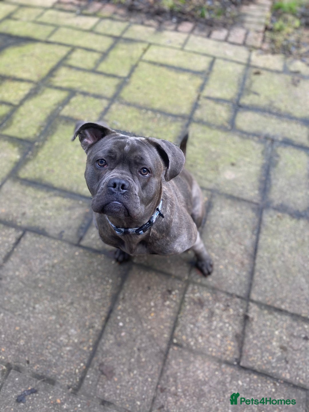 Cane Corso dogs for sale: Bonnie  - Image 8