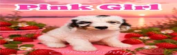 Cockapoo dogs for sale: Gorgeous F1 cockapoo puppies  - Advert 6