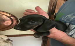 Dachshund dogs for sale: Mini dachshunds - Image 3