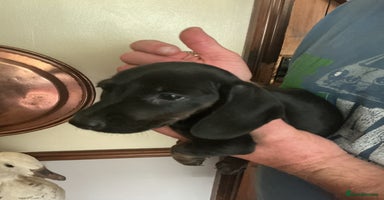 Dachshund dogs - Advert 3