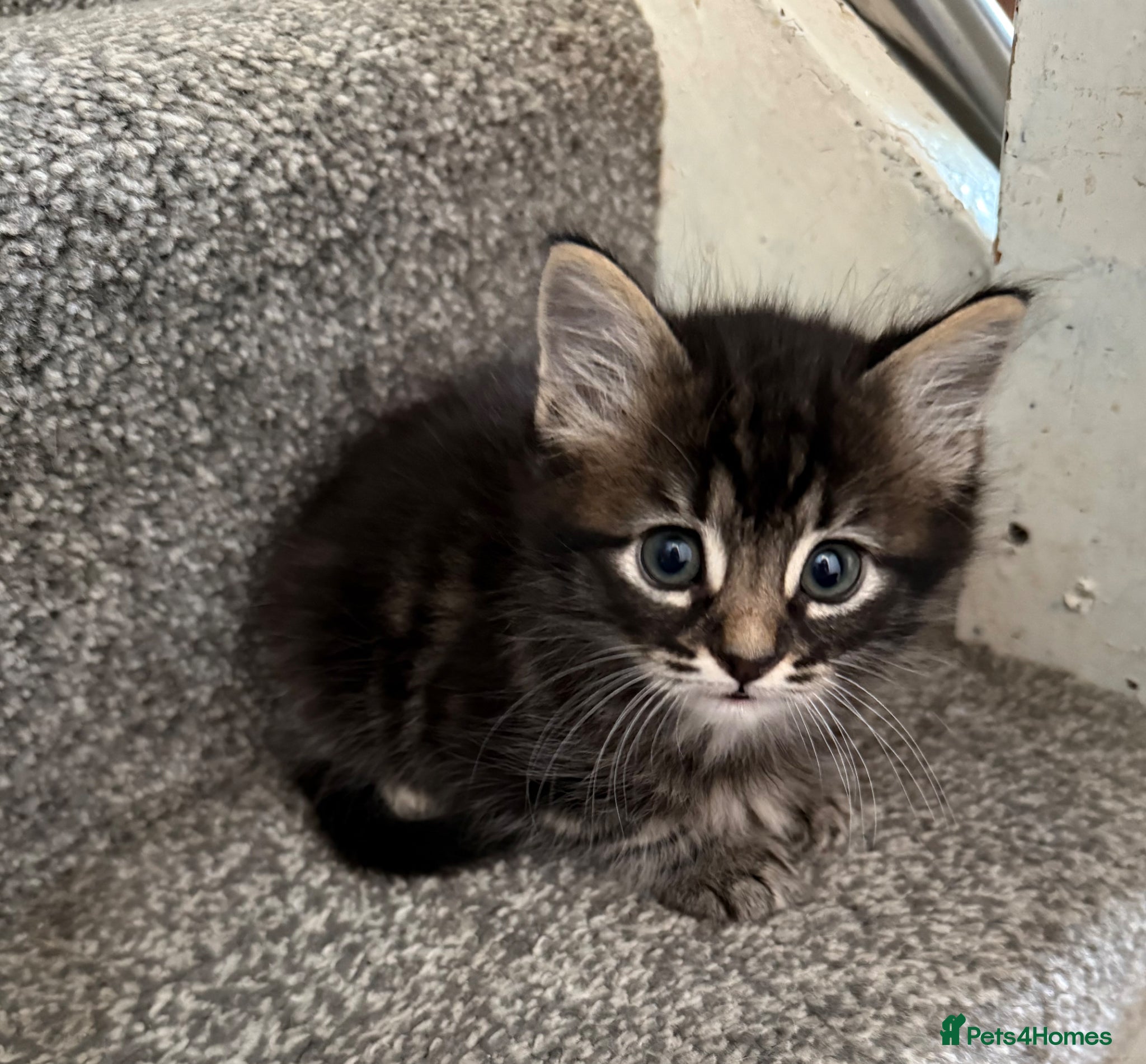 Mixed Breed cats 6 Gorgeous Kittens – Short & Fluffy –  - Advert 1