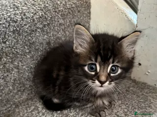 Mixed Breed cats 6 Gorgeous Kittens – Short & Fluffy – - Advert 1