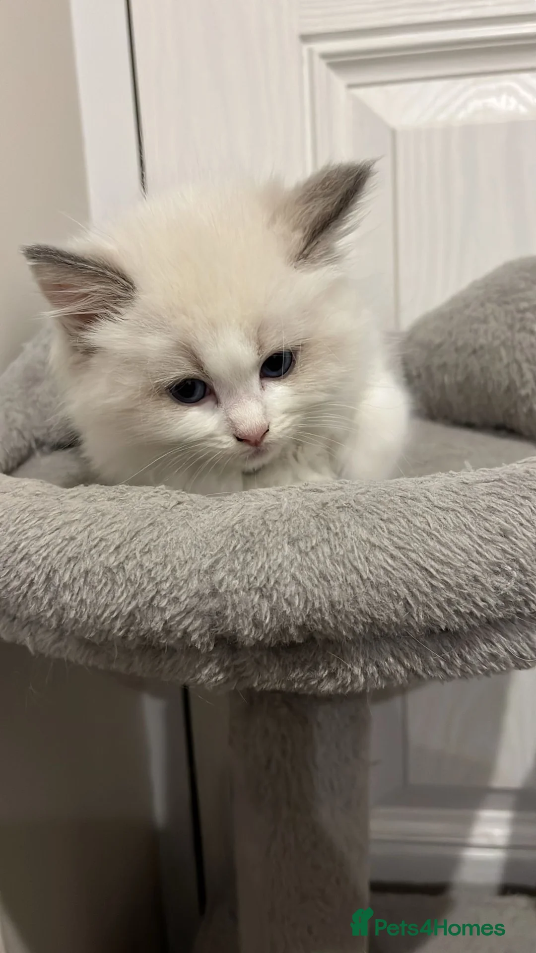 Ragdoll cats for sale: PURE GORGEOUS BABY RAGDOLLS - Advert 4