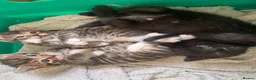 Mixed Breed cats for sale: Beautiful kittens - Advert 14