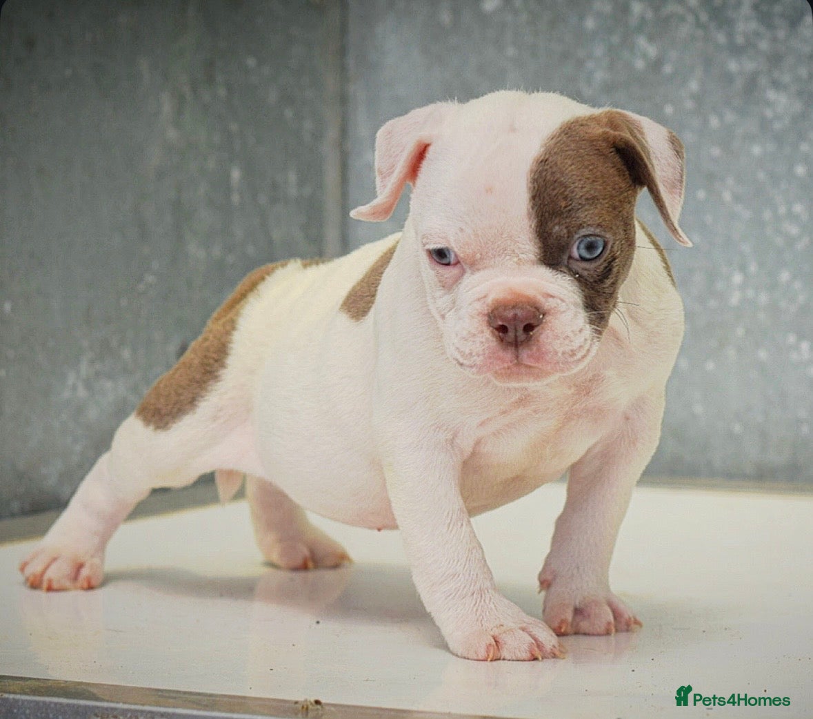 Olde English Bulldogge dogs 23❤️YEARS❤️5⭐️RATED❤️LICENSED❤️PROFESSIONALS❤️ - Advert 15