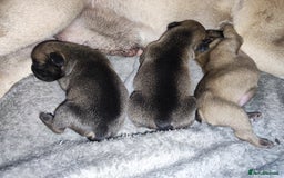 French Bulldog dogs for sale: French bulldog puppy  - Image 14