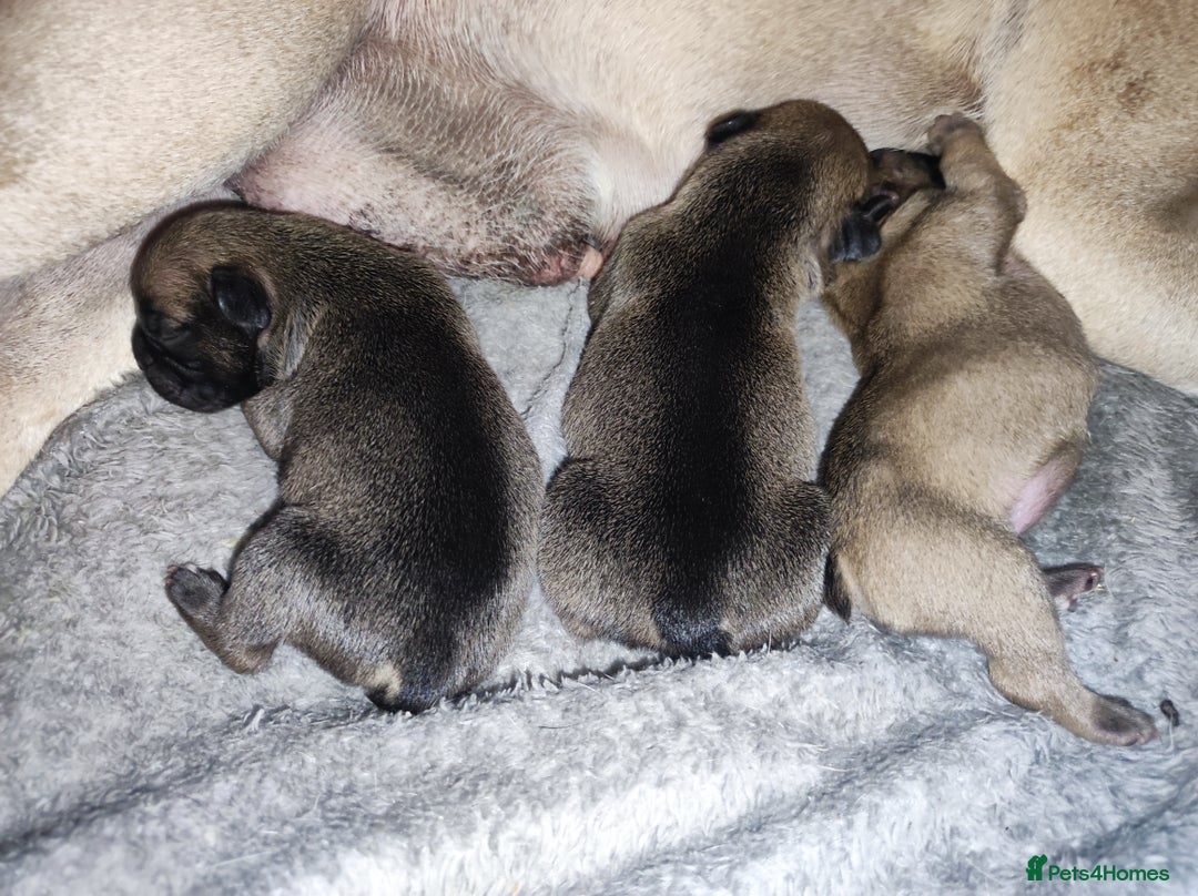 French Bulldog dogs for sale: French bulldog puppy  - Image 14
