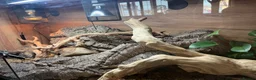 Leopard Gecko reptiles for sale: Leopard Gecko with Enclosure  in Nottingham - Advert 9